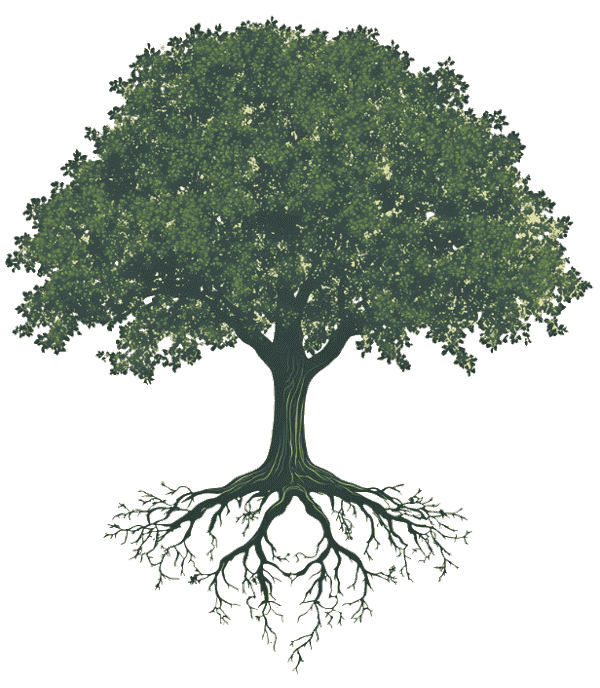 Arbre patrimonial : racines, tronc, branches